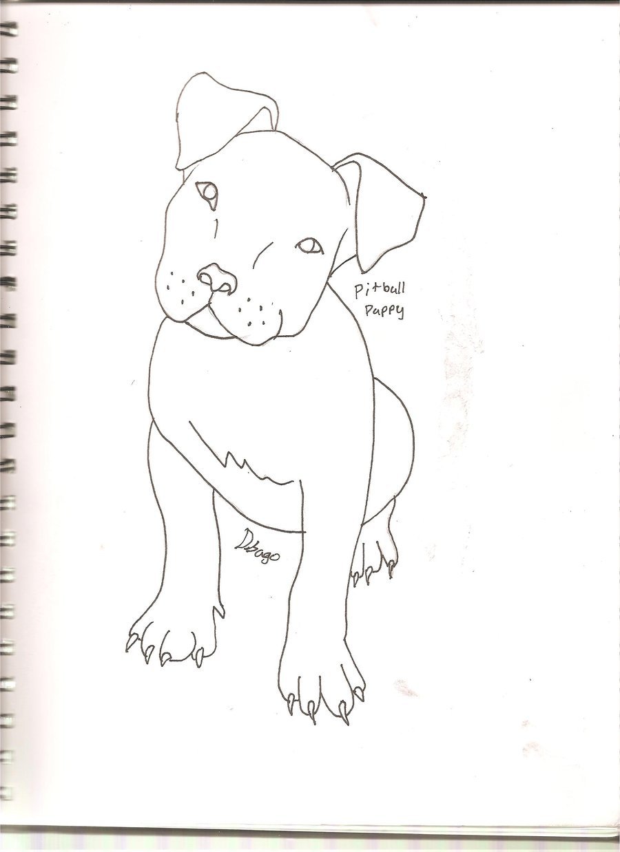 Drawing Easy Baby Pitbull Dog Drawing Face Easy