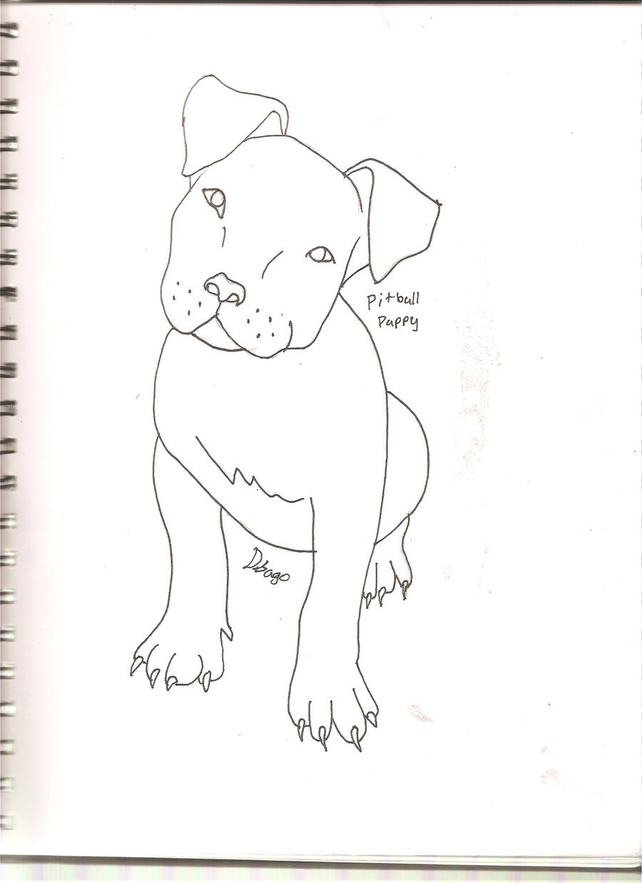 Pitbull Drawings Step By Step At Explore