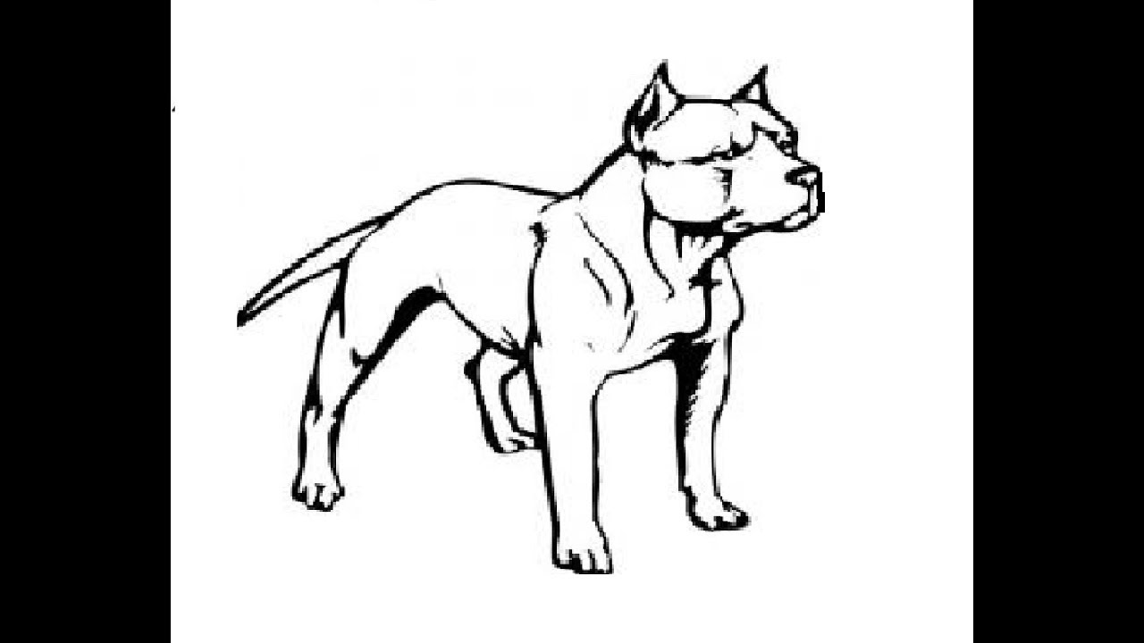 1280x720 How To Draw Standing Pitbull Pencil Drawing Step - Pitbull Drawings Step By Step