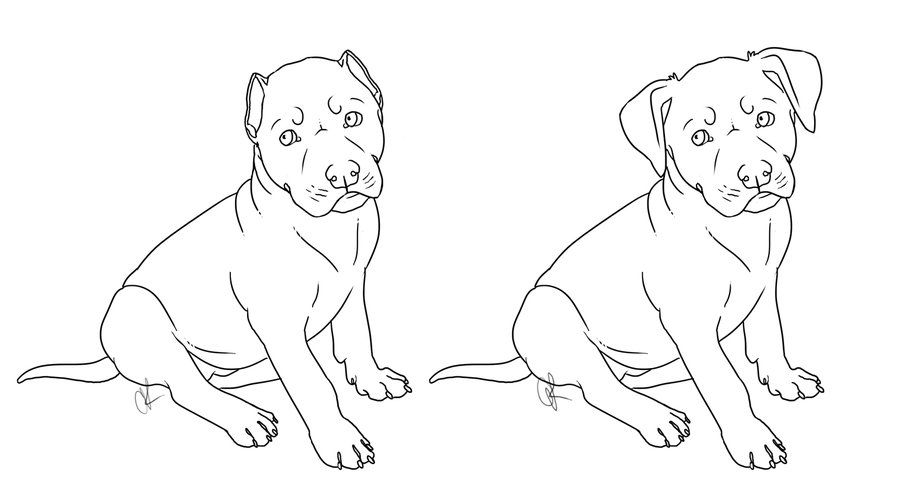 900x490 Huge Collection Of 'pitbull Puppy Drawing' Download More Than - Pitbull Drawings Step By Step