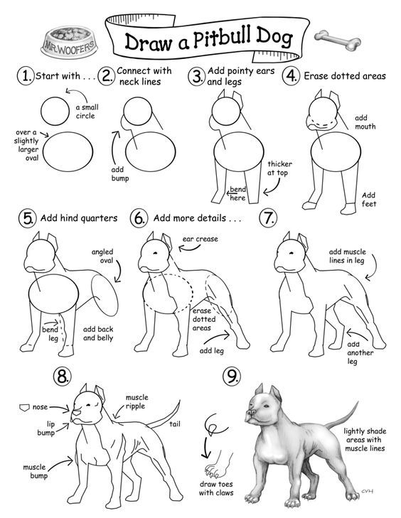 564x729 Image Result For How To Draw A Pitbull Face Drawing Tips - Pitbull Drawings Step By Step