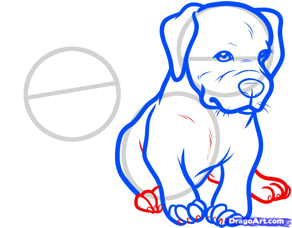 1020x798 Pitbull Drawings Step - Pitbull Drawings Step By Step