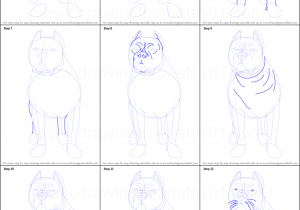 300x210 Pitbull Drawings Step - Pitbull Drawings Step By Step