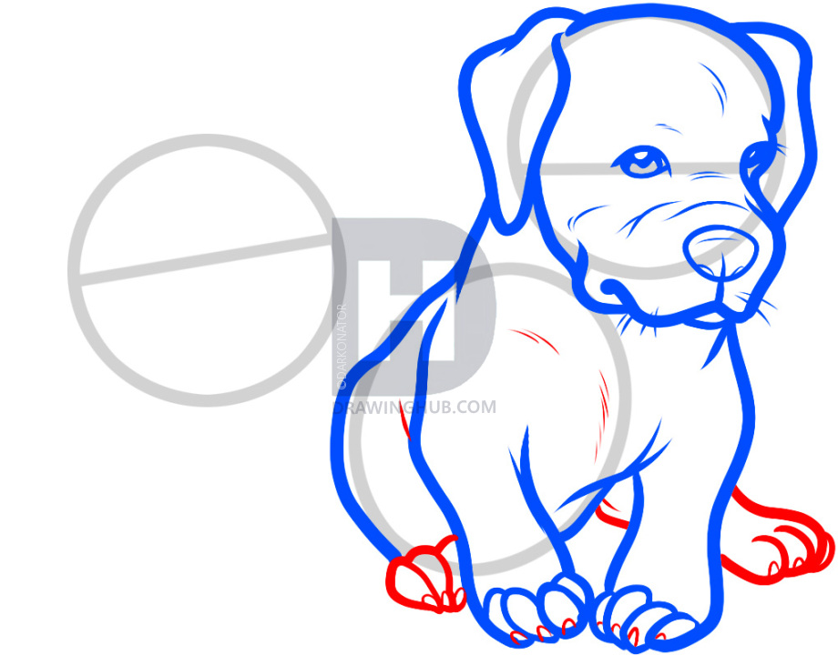 920x720 How To Draw Baby Pitbulls, Baby Pitbulls, Step - Pitbull Drawings Step By Step