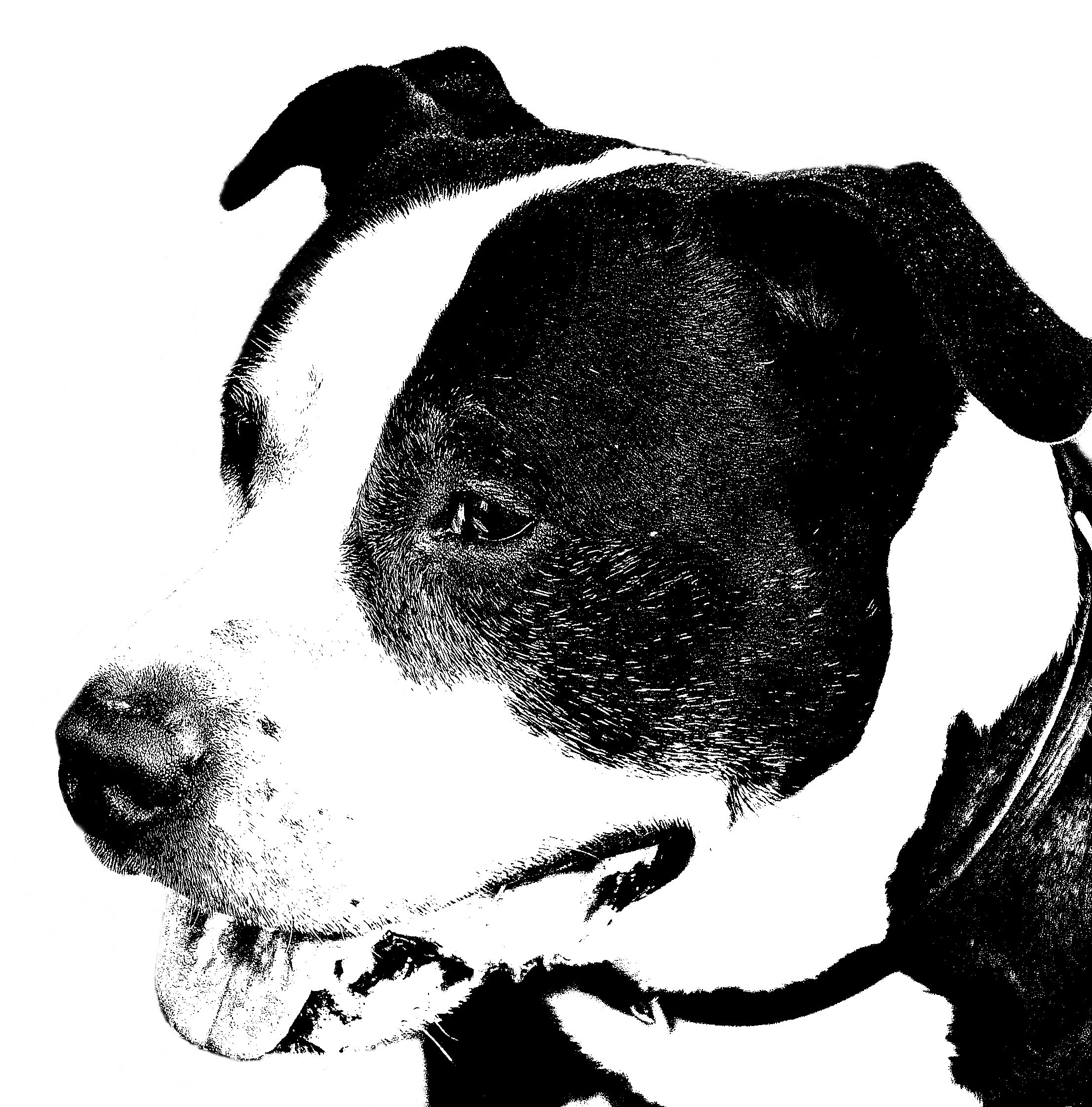 2212x2243 Free Images Black And White, Portrait, Face, Drawing - Pitbull Face Drawing
