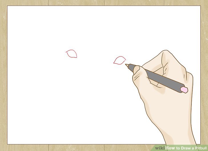 728x529 How To Draw A Pitbull - Pitbull Face Drawing