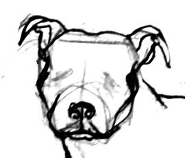 270x231 How To Draw - Pitbull Face Drawing