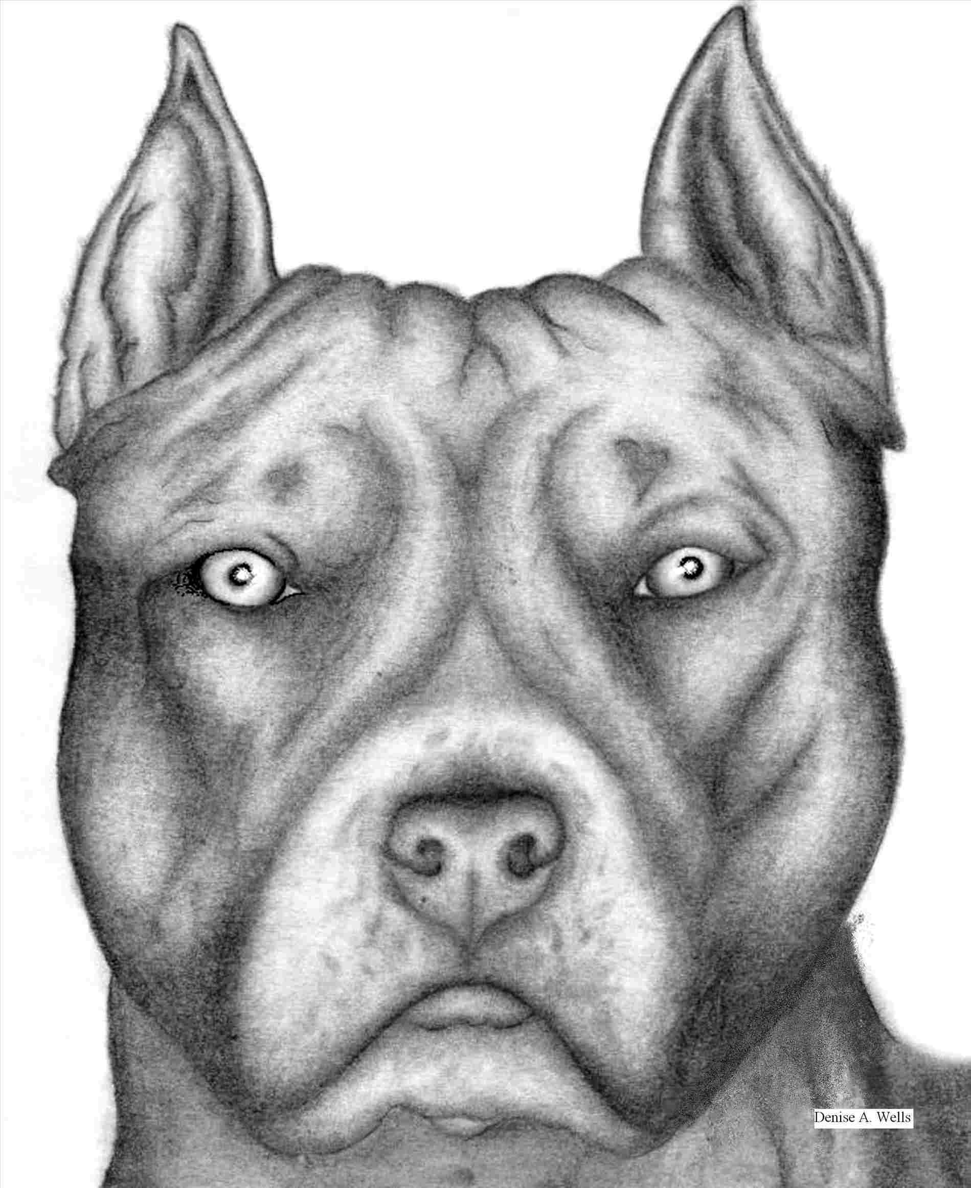 35+ Trends For Realistic Pitbull Face Drawing Pink Gun Club
