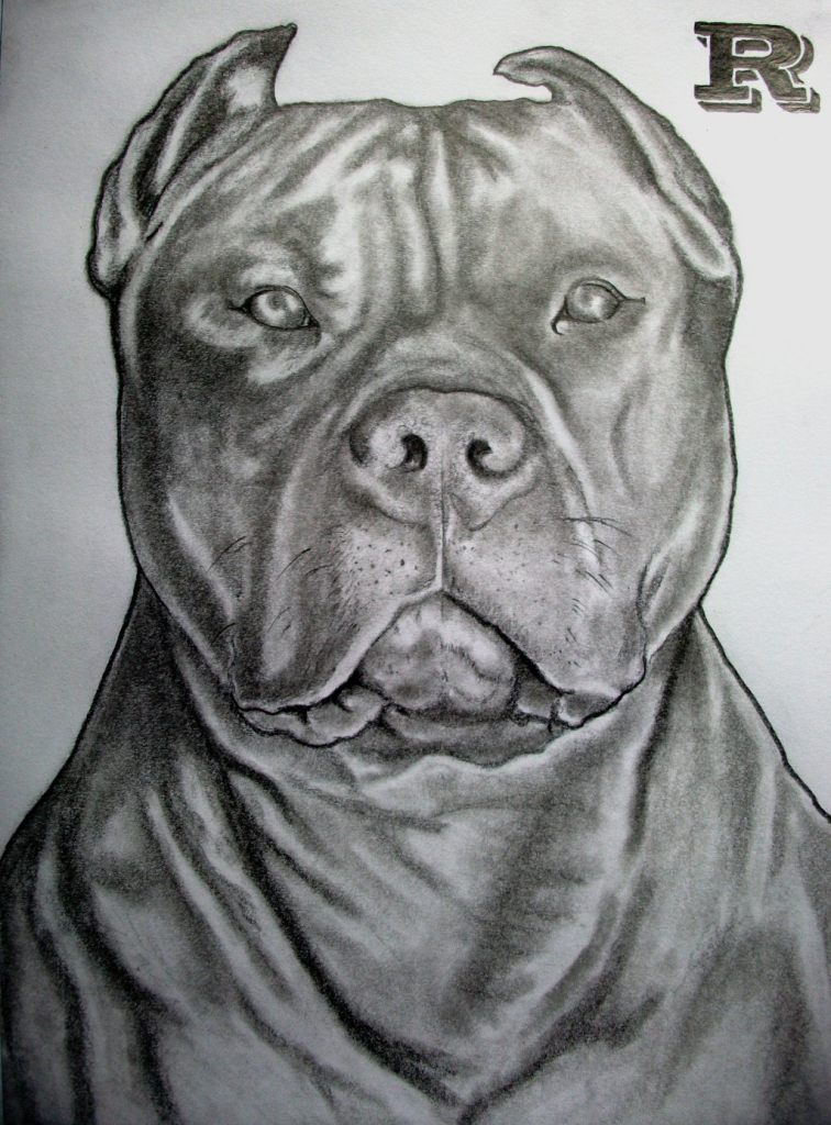 Pitbull Face Drawing at Explore collection of