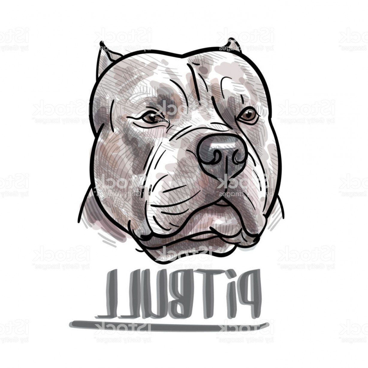 Pitbull Head Drawing at Explore collection of