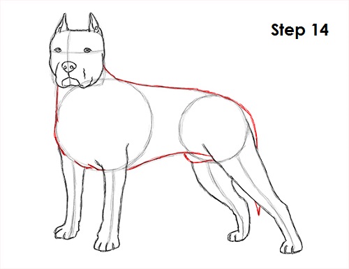 500x386 How To Draw A Dog - Pitbull Head Drawing