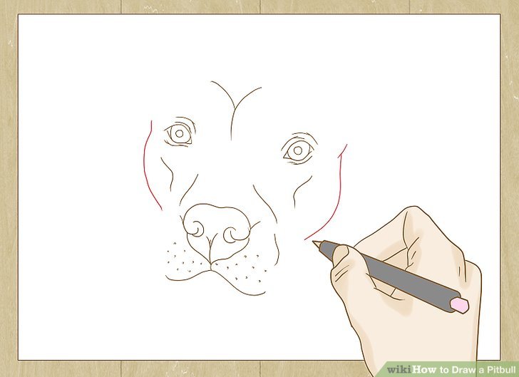 728x529 How To Draw A Pitbull - Pitbull Head Drawing