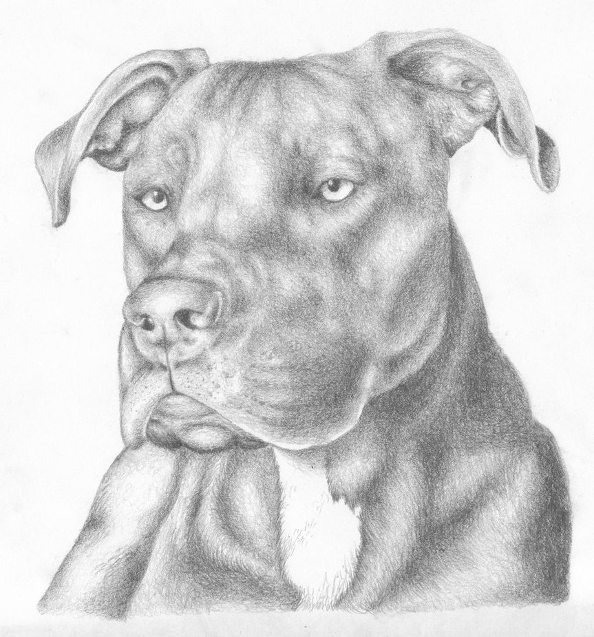 863x925 Huge Collection Of 'pitbull Head Drawing' Download More Than - Pitbull Head Drawing