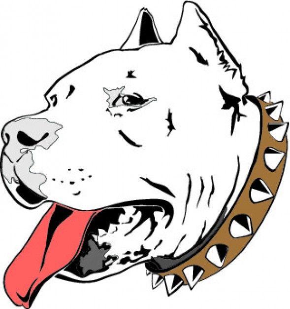 589x626 Pitbull Head Drawing Icon Vector Tattoo Idea And Designs - Pitbull Head Drawing