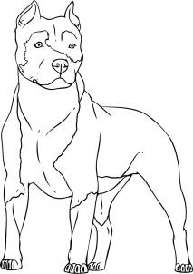 213x302 How To Draw A Pitbull, Step - Pitbull Line Drawing