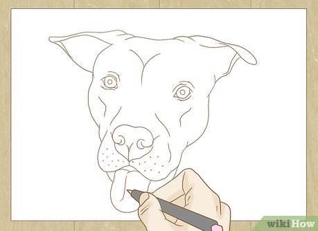 459x334 How To Draw A Pitbull - Pitbull Line Drawing