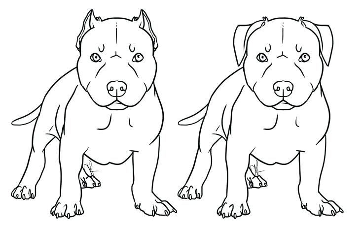 736x457 Pitbull Coloring - Pitbull Line Drawing