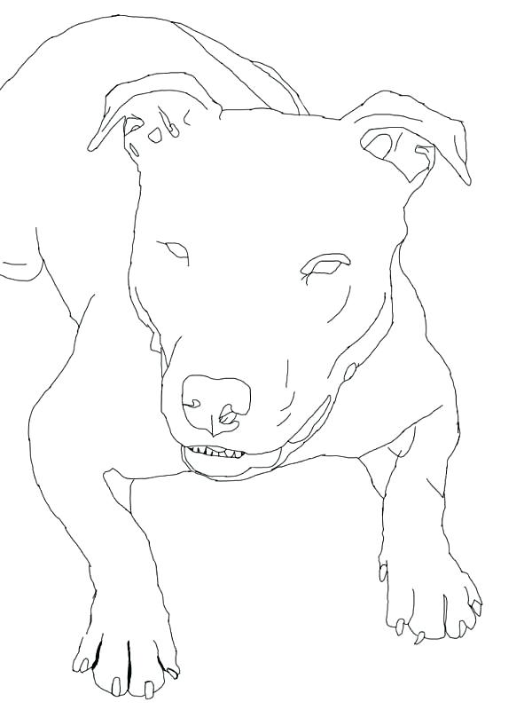 600x800 Drawn Pitbull Line Drawing - Pitbull Line Drawing