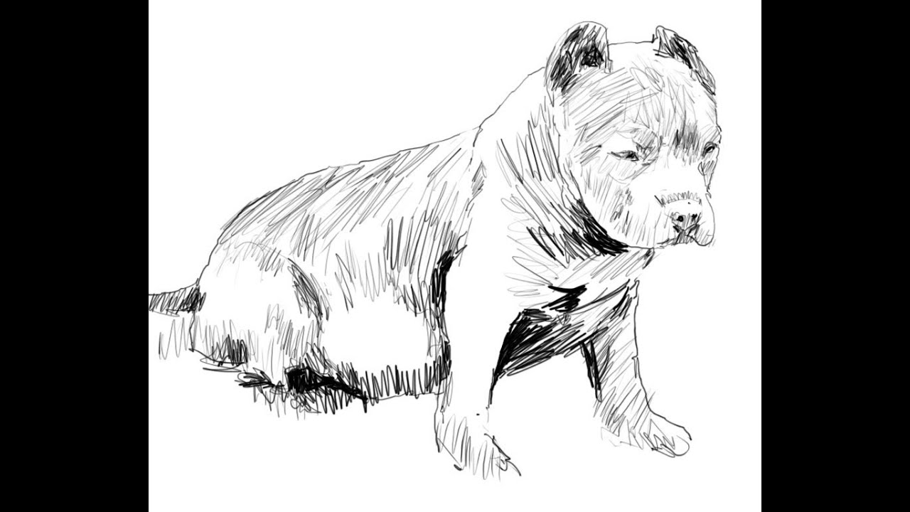 1280x720 how to draw a pit bull puppy - Pitbull Puppy Drawing
