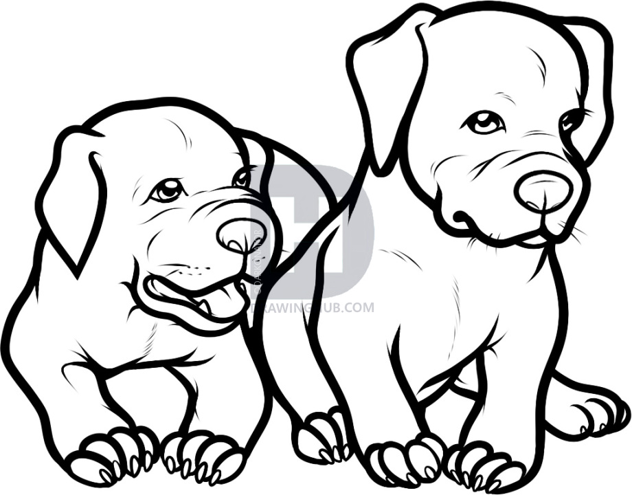 920x720 How To Draw Baby Pitbulls, Baby Pitbulls, Step - Pitbull Puppy Drawing