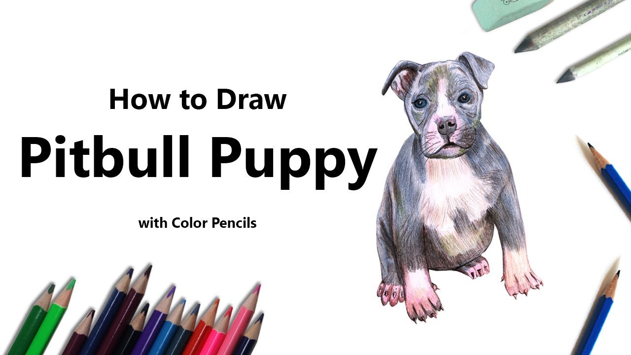 1280x720 how to draw a pitbull puppy with color pencils - Pitbull Puppy Drawing