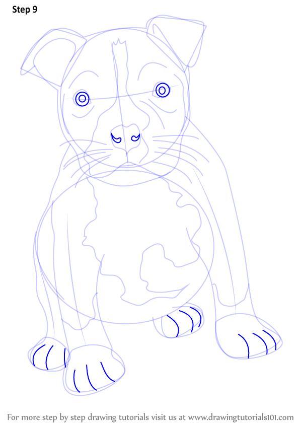 598x844 learn how to draw a pitbull puppy - Pitbull Puppy Drawing