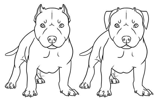 564x350 pittbull drawings puppy drawing, pitbull - Pitbull Puppy Drawing