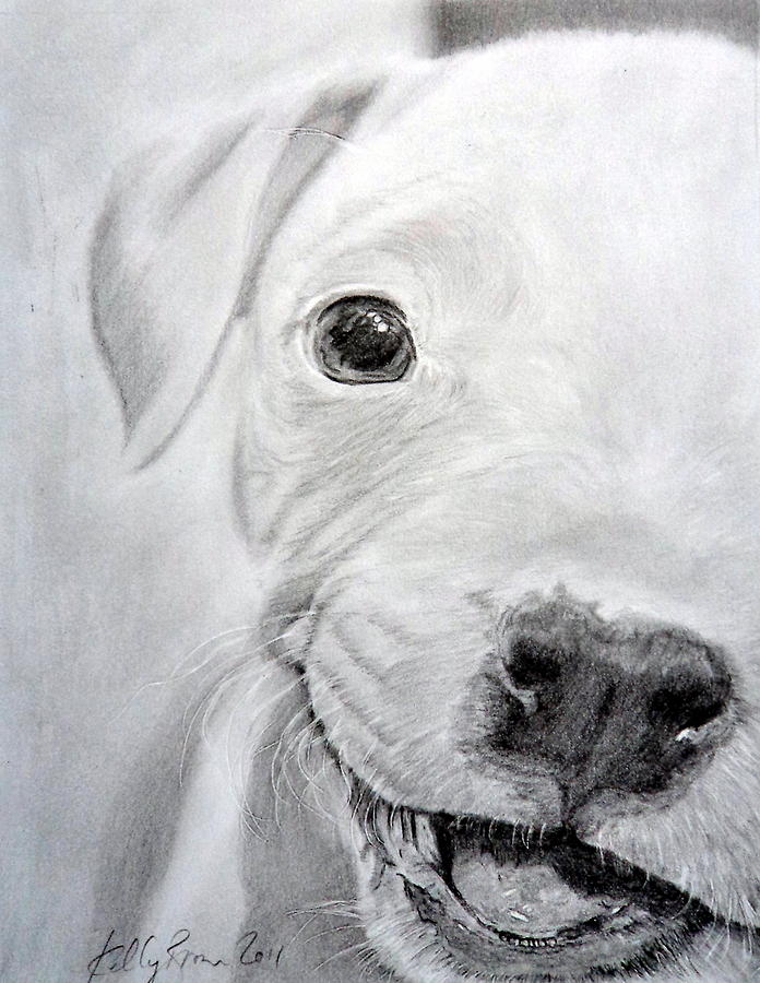 696x900 pit bull puppy drawing - Pitbull Puppy Drawing