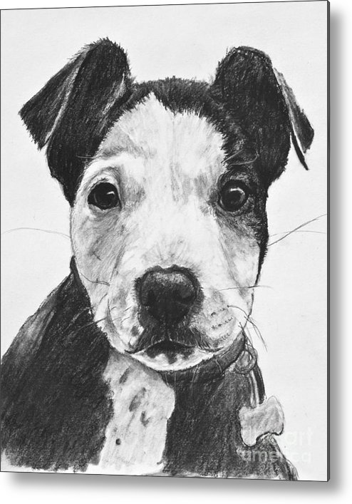494x707 pitbull puppy black and white metal print - Pitbull Puppy Drawing