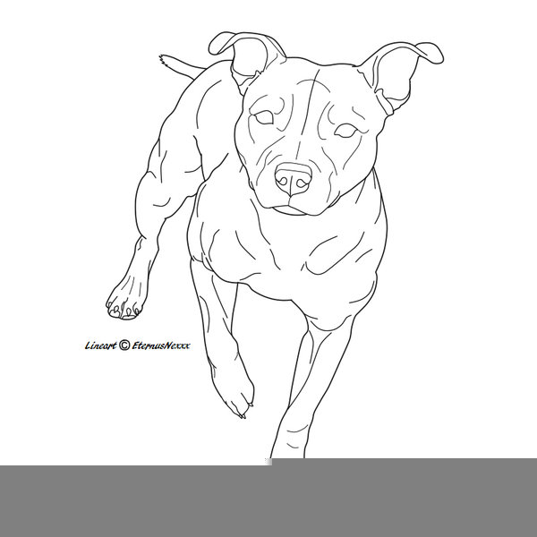 600x600 pitbull puppy drawing free images - Pitbull Puppy Drawing