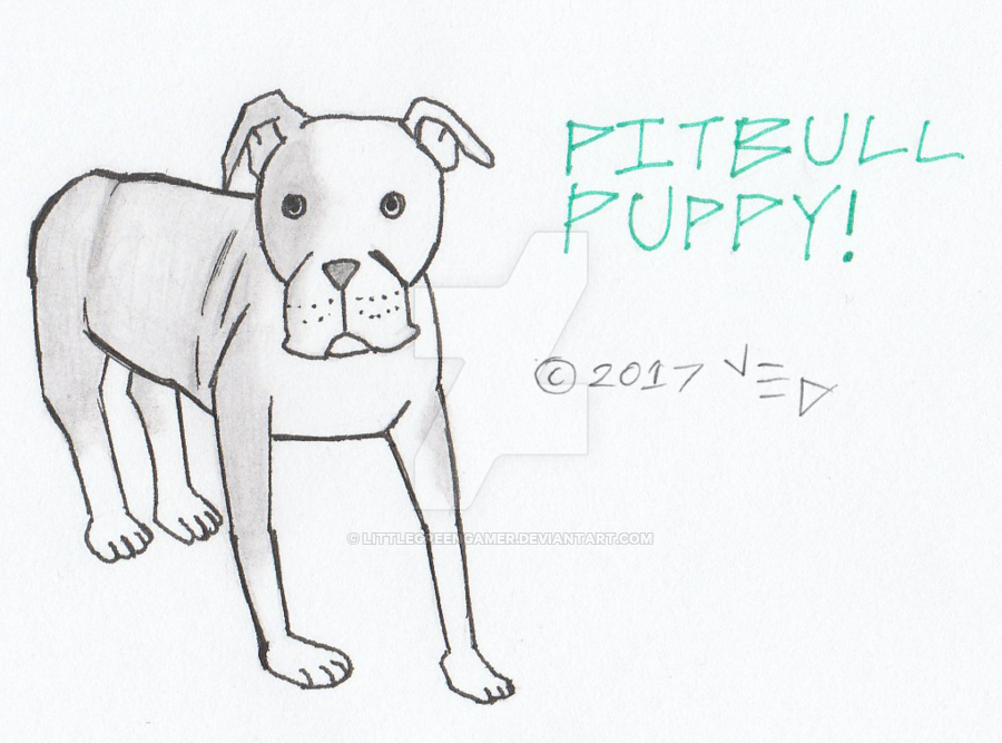 900x667 pitbull puppy drawing - Pitbull Puppy Drawing