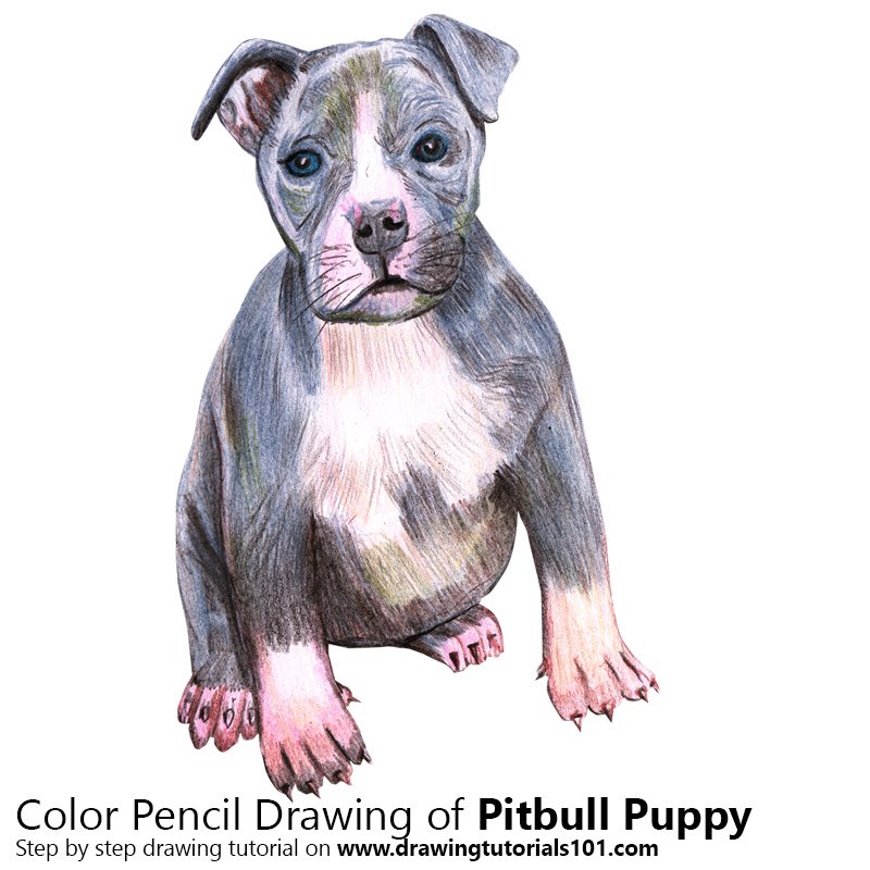 800x800 pitbull puppy colored pencils - Pitbull Puppy Drawing