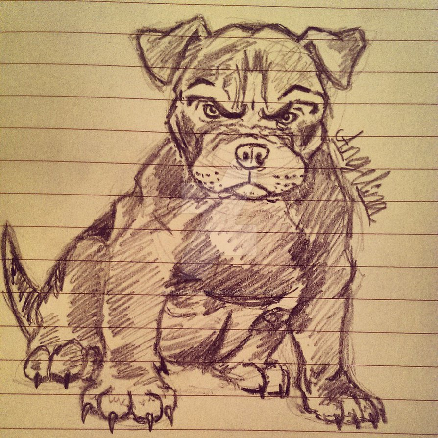 894x894 angry pitbull drawings angry pitbull puppy - Pitbull Puppy Drawing