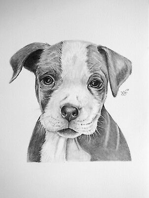 302x400 cute pitbull puppy dog,original graphite pencil drawing - Pitbull Puppy Drawing