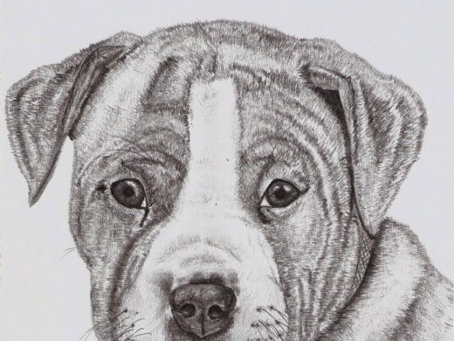 640x480 drawn bull pitbull puppy - Pitbull Puppy Drawing