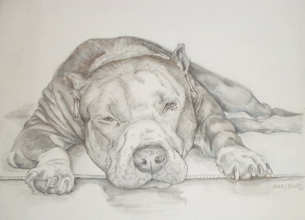 600x434 Pictures Sketch Of Pit Bull - Pitbull Sketch Drawing