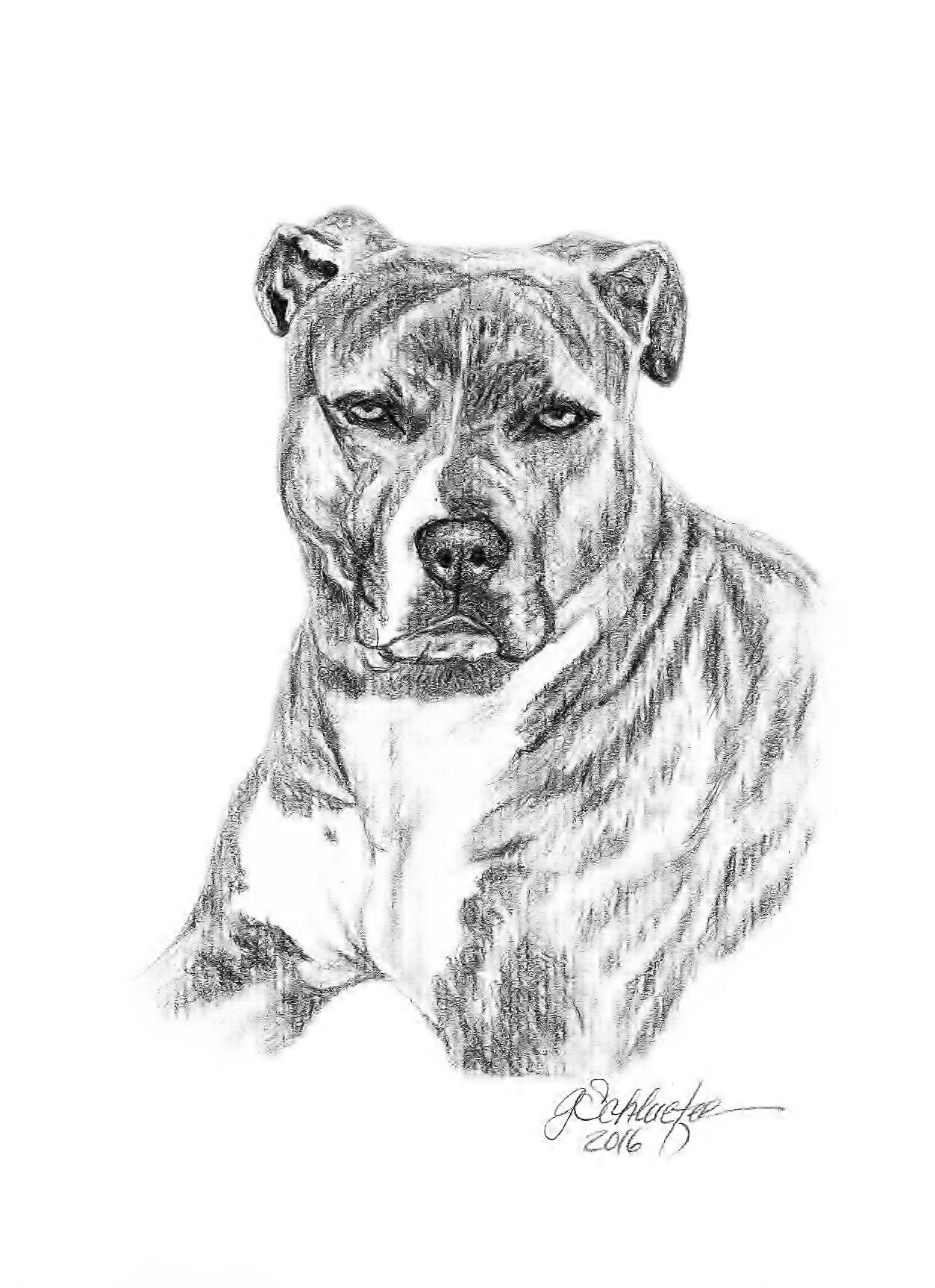 Pitbull Sketch Drawing at PaintingValley.com | Explore collection of ...