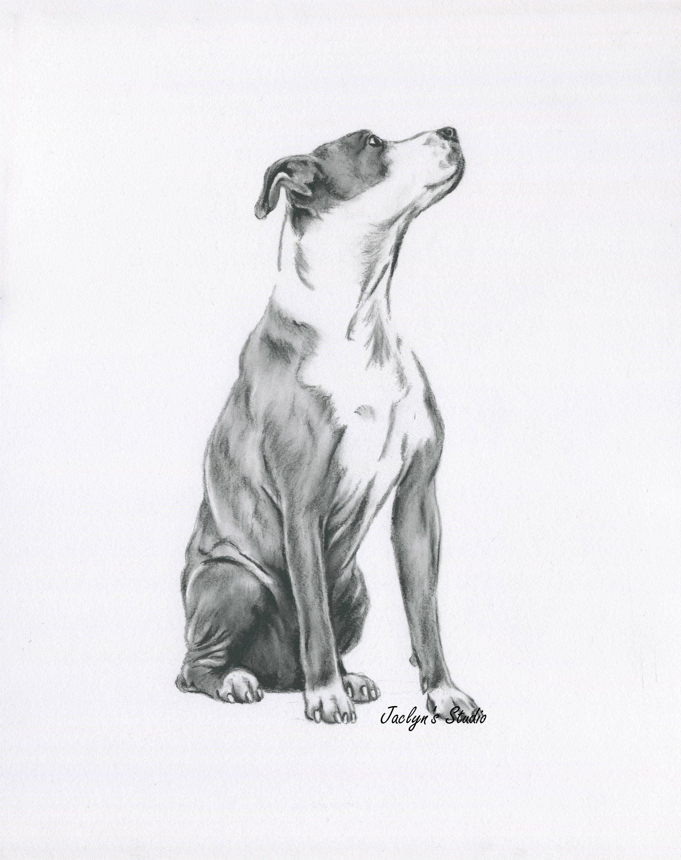 2375x3000 pitbull art pitbull drawing original drawing pitbull etsy - Pitbull Sketch Drawing