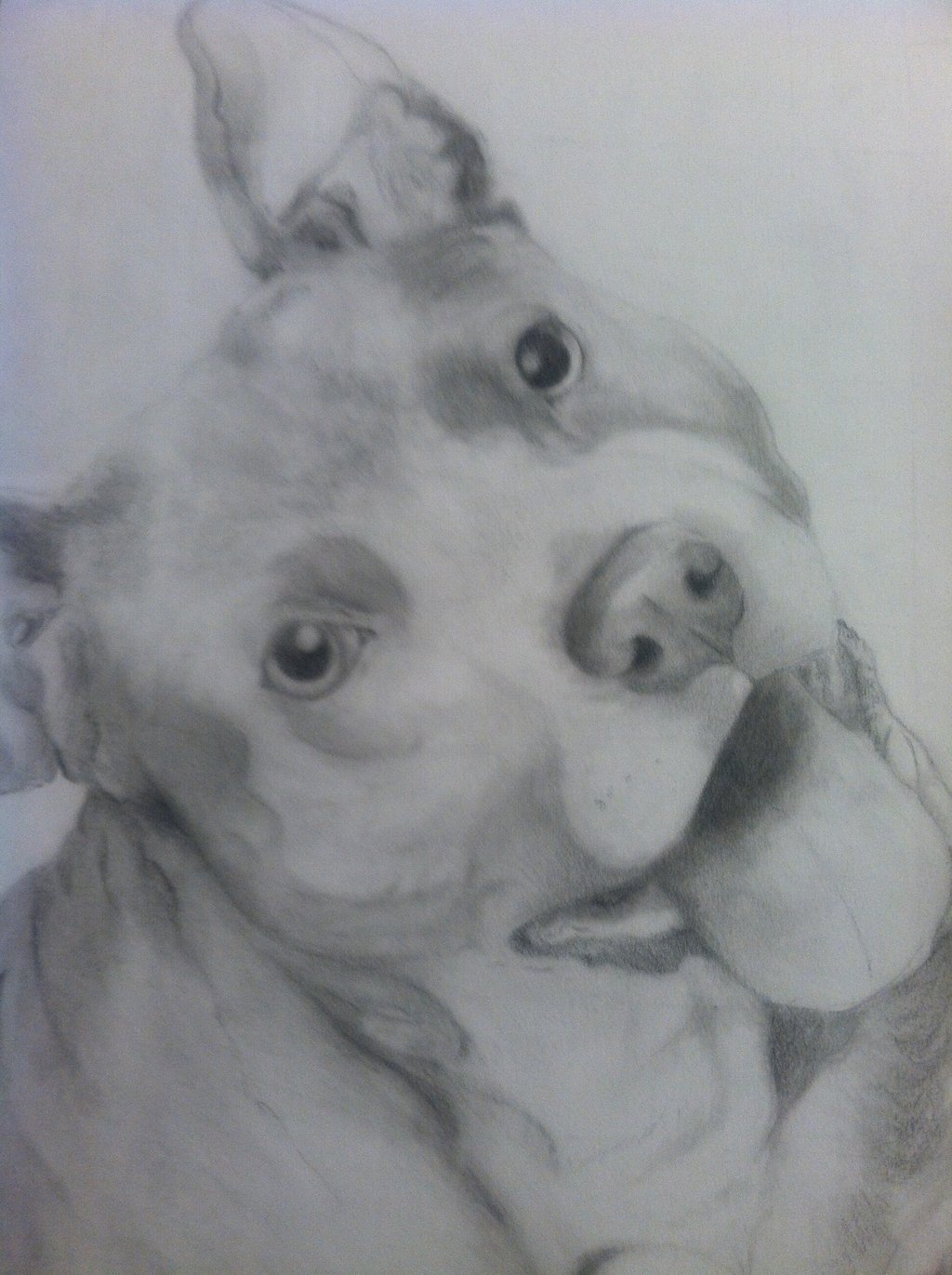 1024x1371 pitbull dog drawing easy dog drawing american french bull dog - Pitbull Sketch Drawing