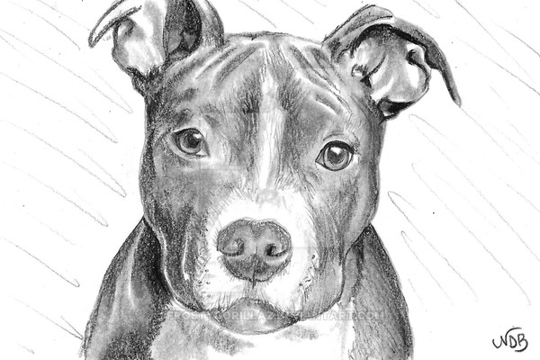 600x400 Pitbull Drawing, Pencil, Sketch, Colorful, Realistic Art Images - Pitbull Sketch Drawing
