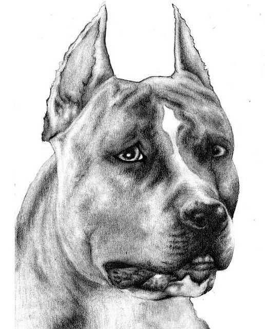 516x640 pitbull pencil drawings lovely pencil sketch pitbull pit bull - Pitbull Sketch Drawing