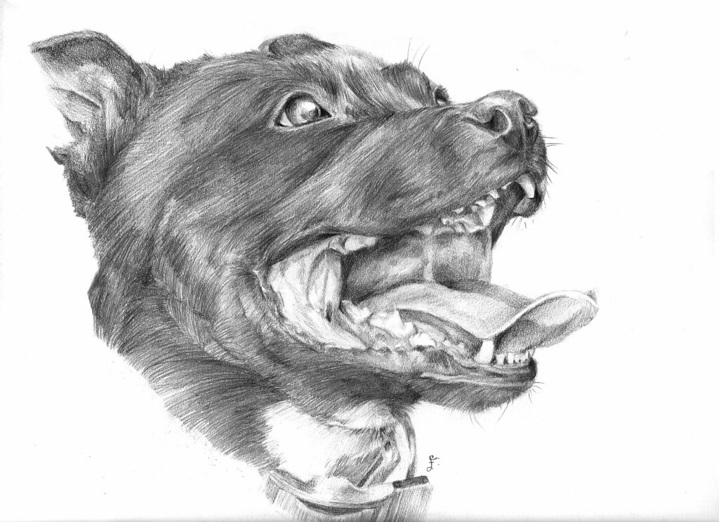 1024x743 The World's Best Photos Of Drawing And Pitbull - Pitbull Sketch Drawing