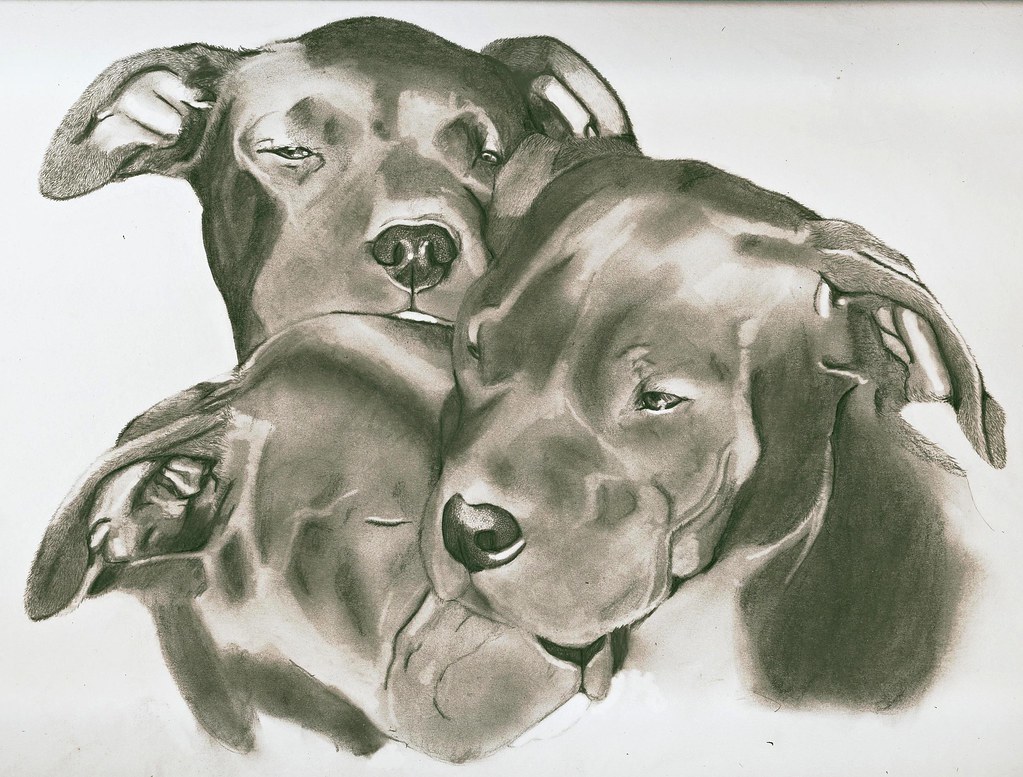 1023x777 The World's Newest Photos Of Pitbull And Sketch - Pitbull Sketch Drawing