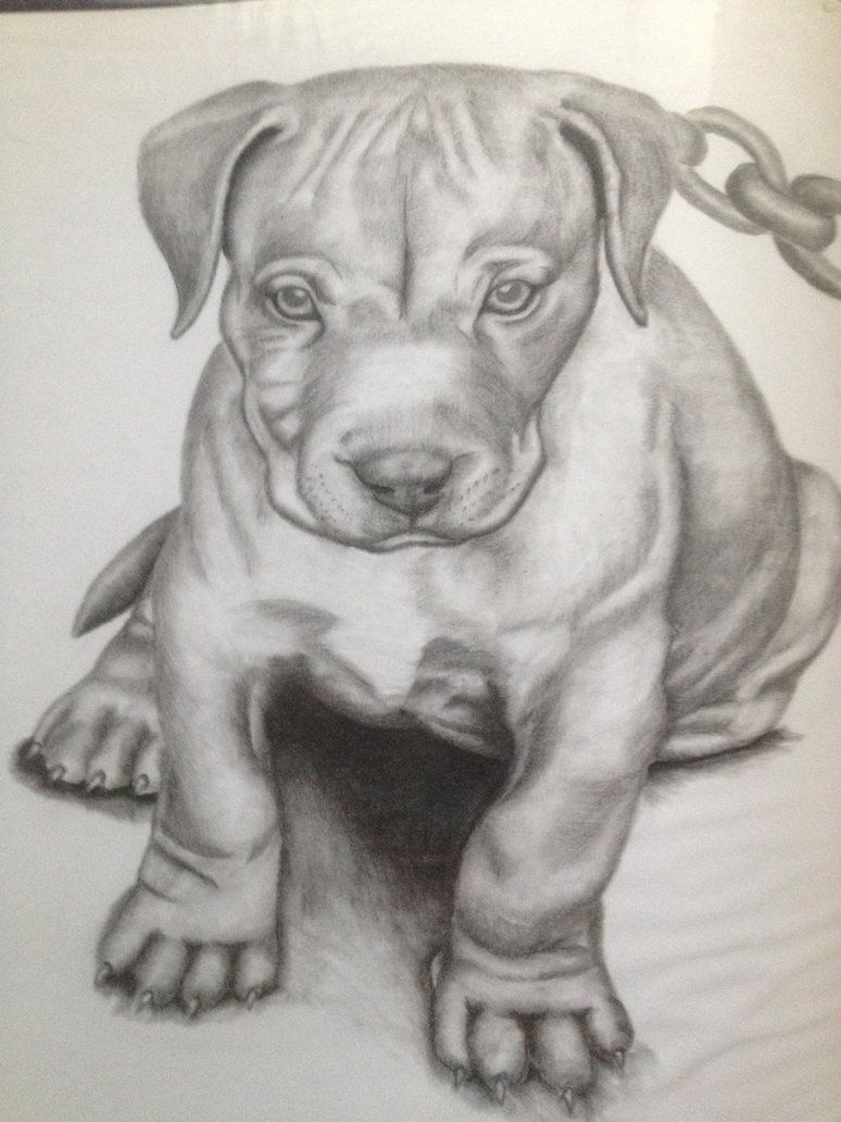 774x1032 pitbull pictures drawings image gallery pitbull puppy - Pitbull Sketch Drawing