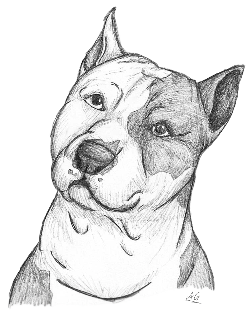Pitbull Sketch Drawing at Explore collection of