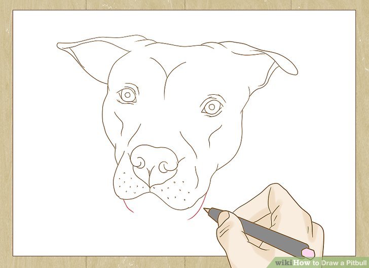 728x529 How To Draw A Pitbull - Pitbull Sketch Drawing
