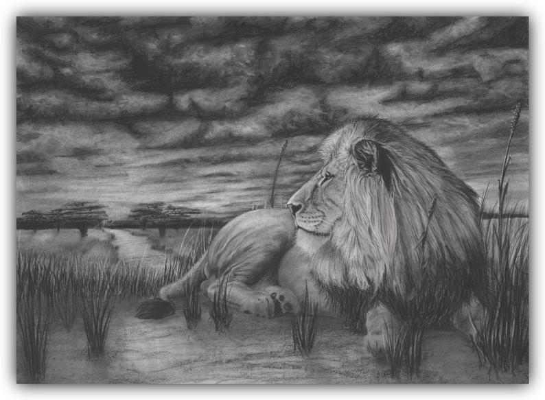 794x583 Male Lion In Africa Plains Charcoal Drawing Large Etsy - Plains Drawing