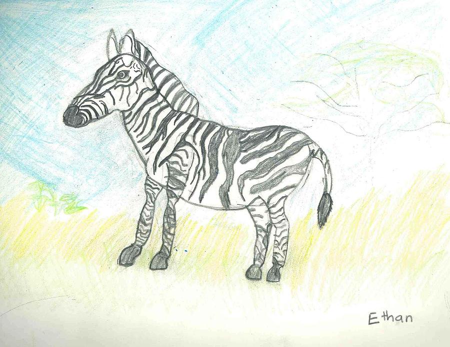 900x695 Zebra On The African Plains Drawing - Plains Drawing