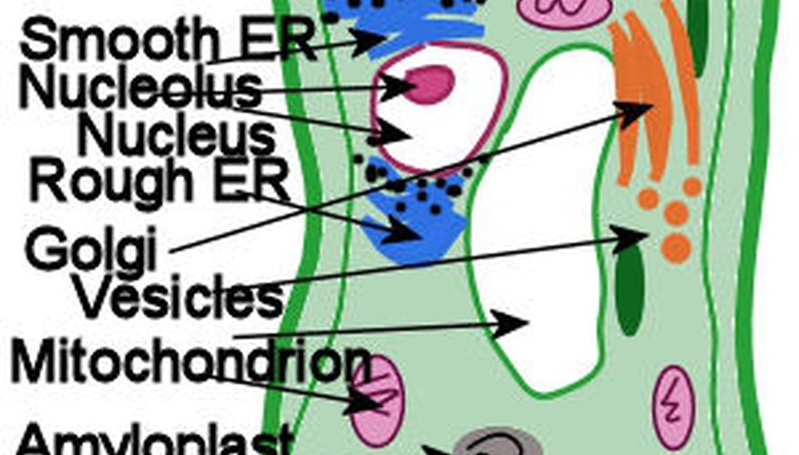 877x500 How To Make A Plant Cell Diagram Sciencing - Plant Cell Drawing