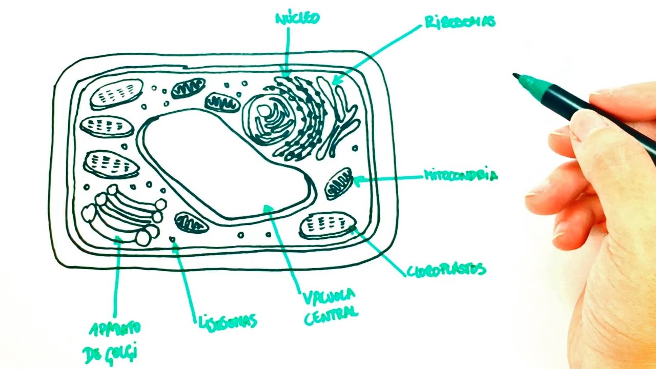 1280x720 how to draw a plant cell plant cell easy draw tutorial - Plant Cell Drawing